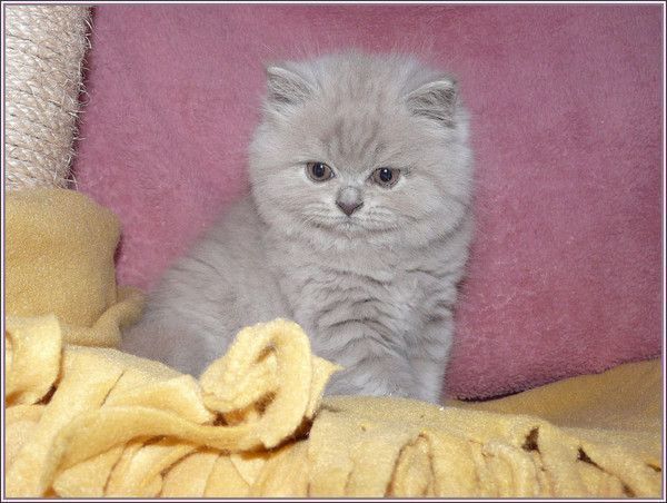 chaton